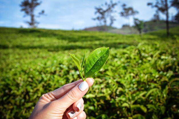 Tea Industry