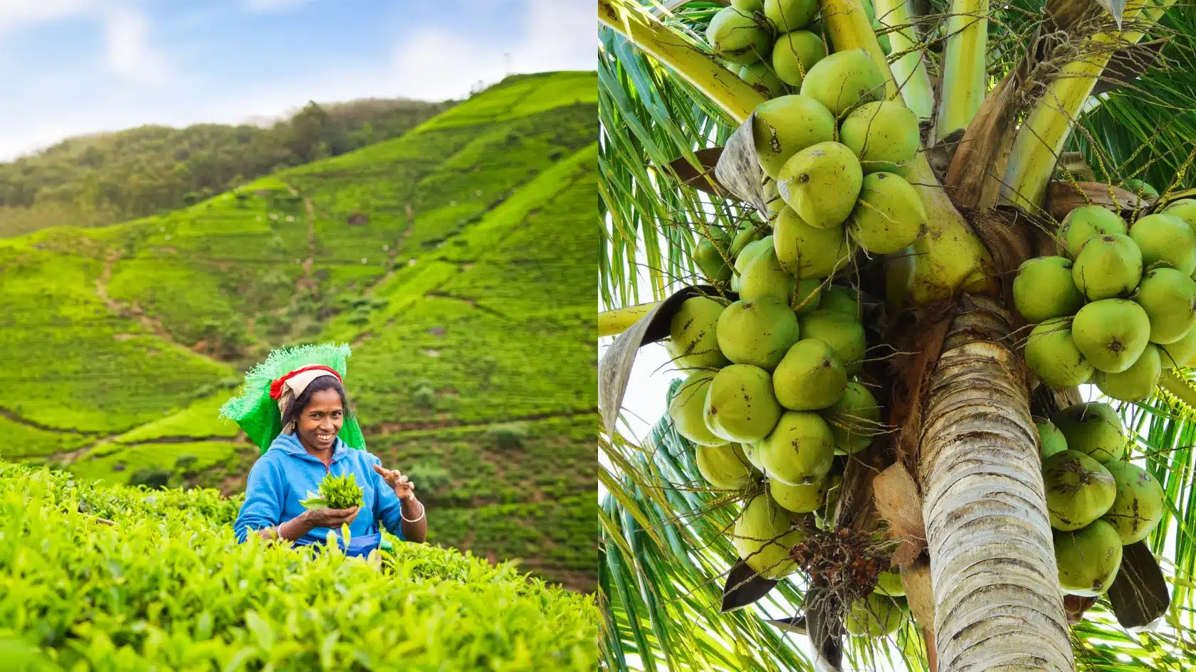 Why Tea and Coconut Exports Are Rebounding - Diversification Success Stories