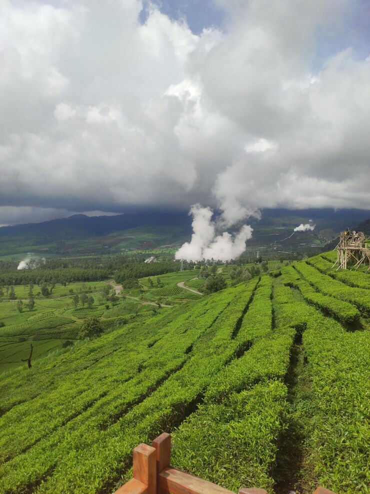 Crisis in the Cup: Over 225 Small Tea Factories Close Across Sri Lanka Tea Factories