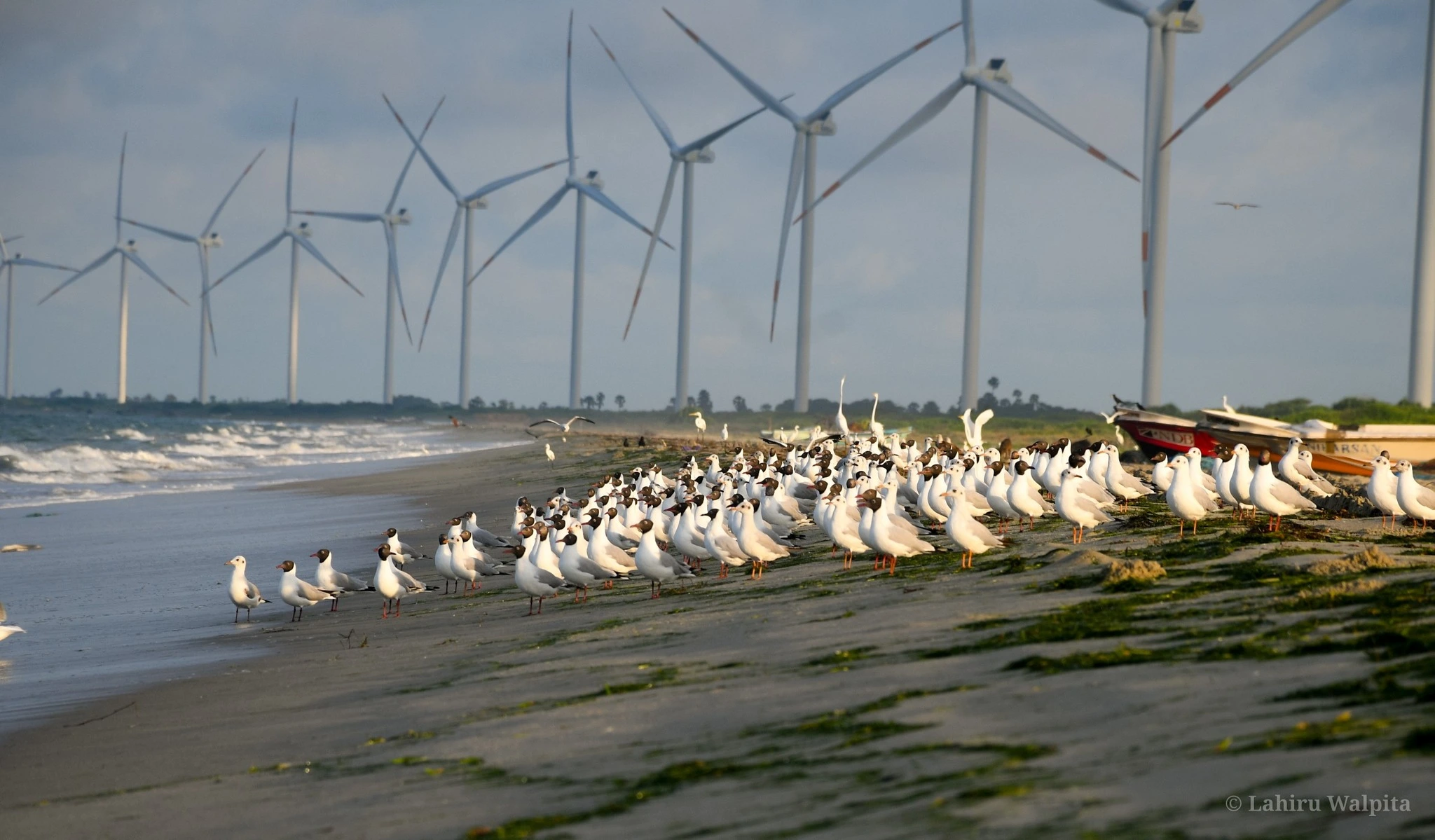 Why Sri Lanka Mannar Wind Power Project Was Cancelled - And What Must Happen Next?