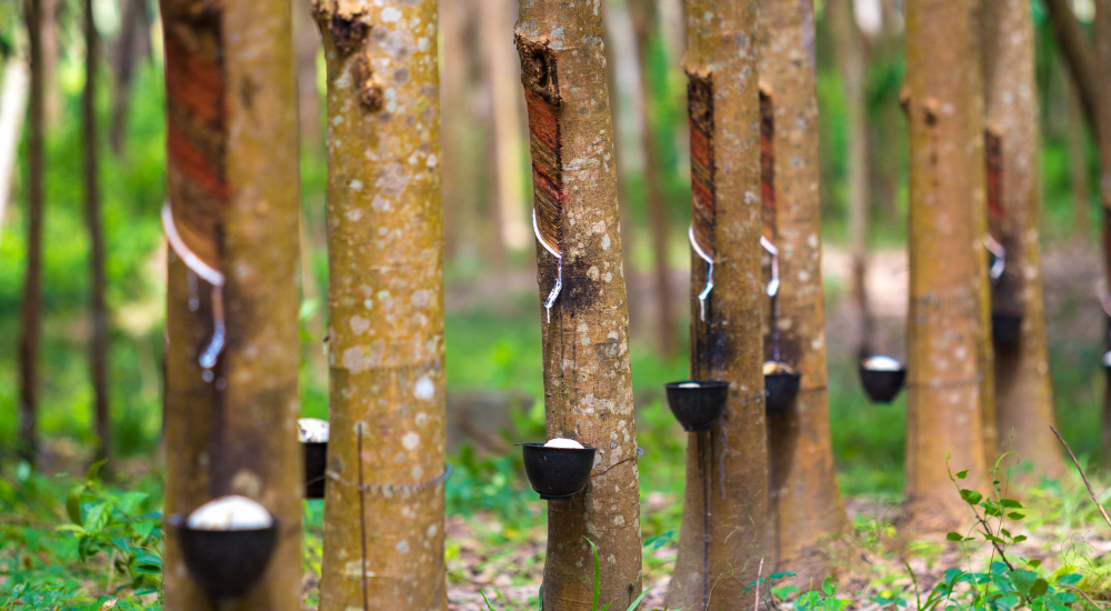 Sri Lanka's Rubber and Rubber Products Exports: Navigating Global Opportunities in 2026